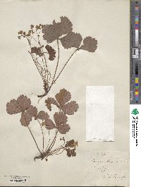 Geum fragarioides image