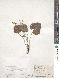 Geum fragarioides image