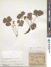 Geum fragarioides image