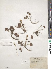 Geum fragarioides image