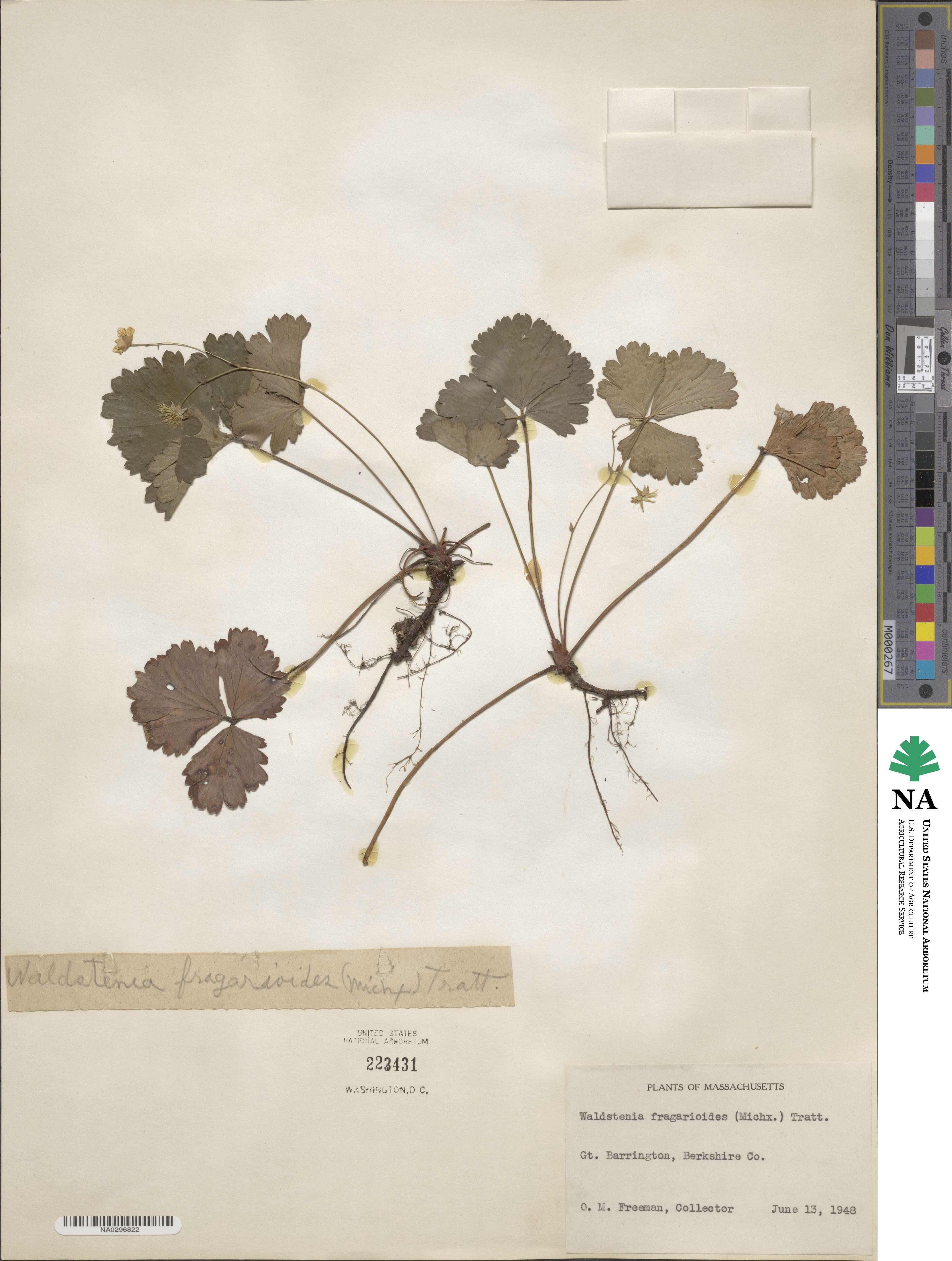 Geum fragarioides image