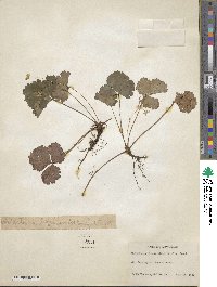 Geum fragarioides image