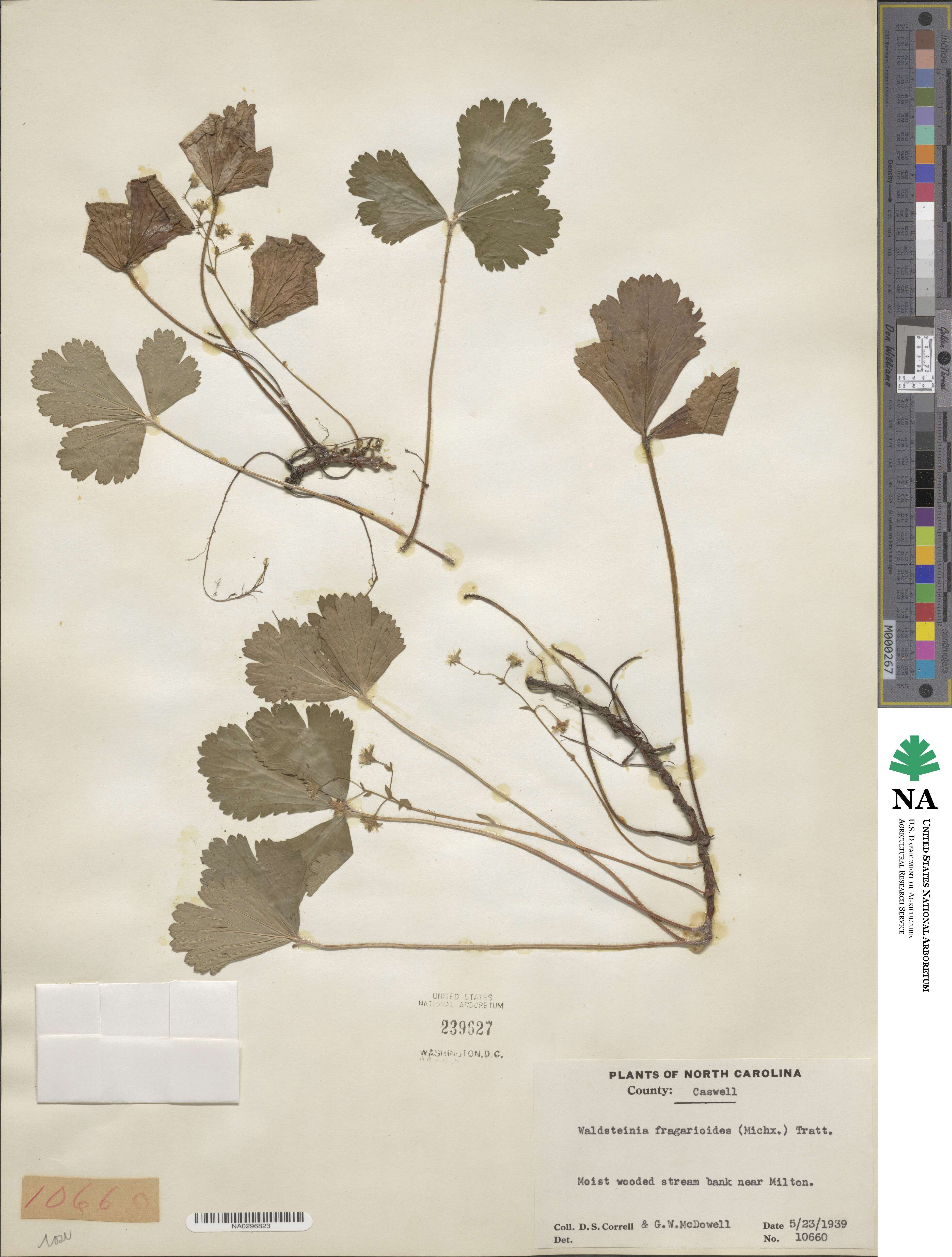 Geum fragarioides image