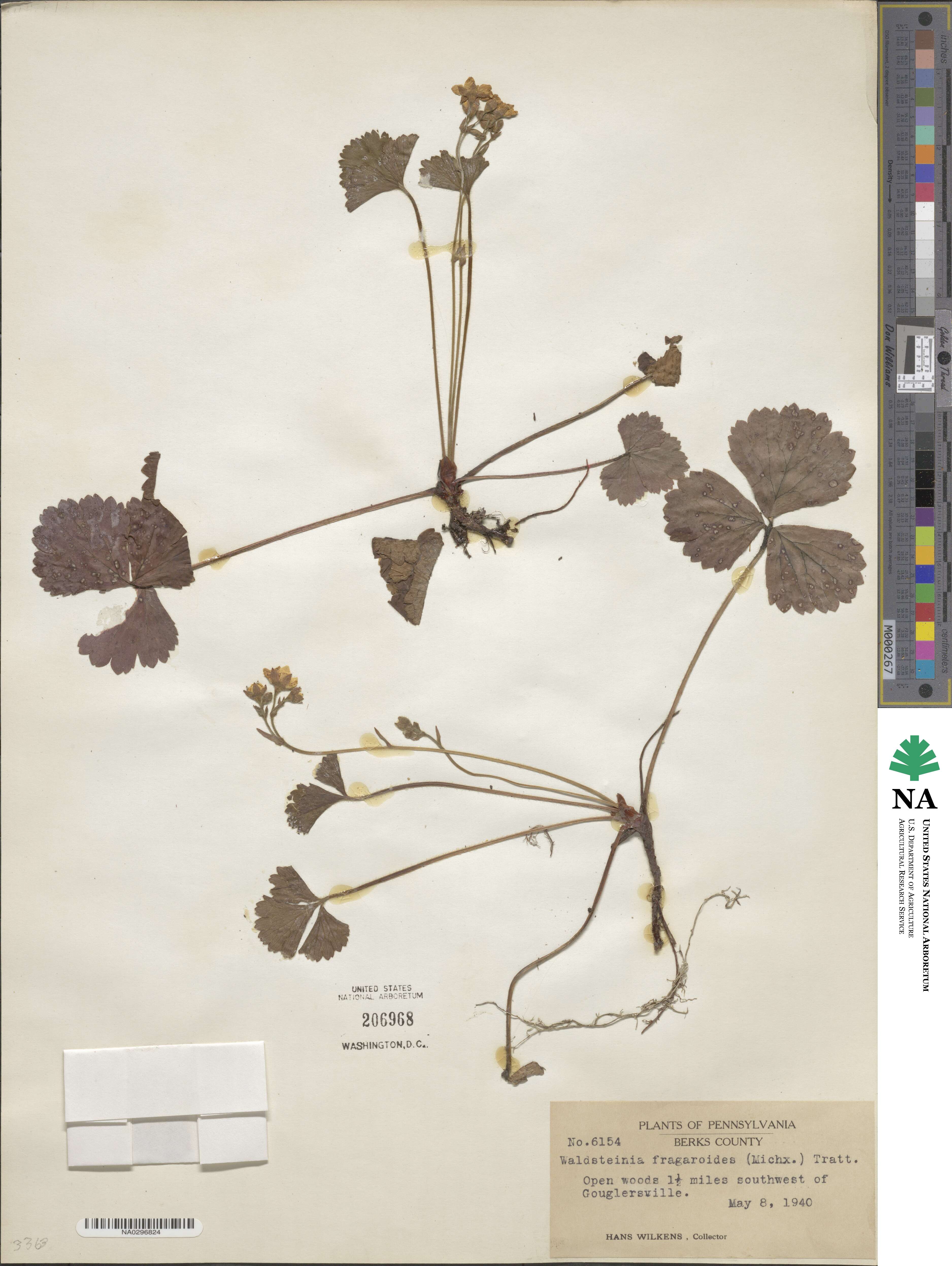 Geum fragarioides image