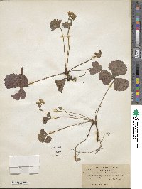 Geum fragarioides image