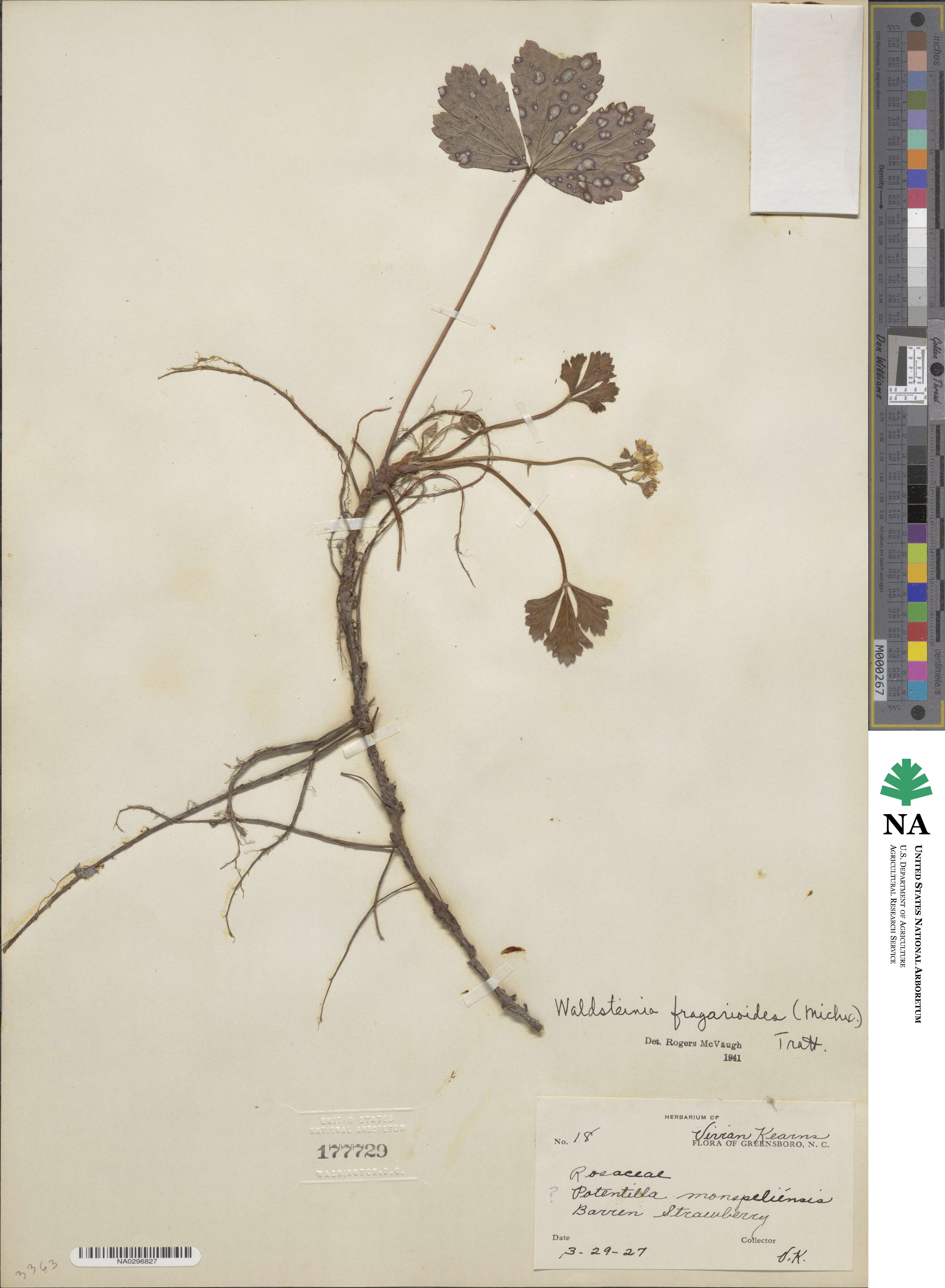 Geum fragarioides image