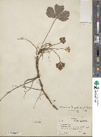 Geum fragarioides image