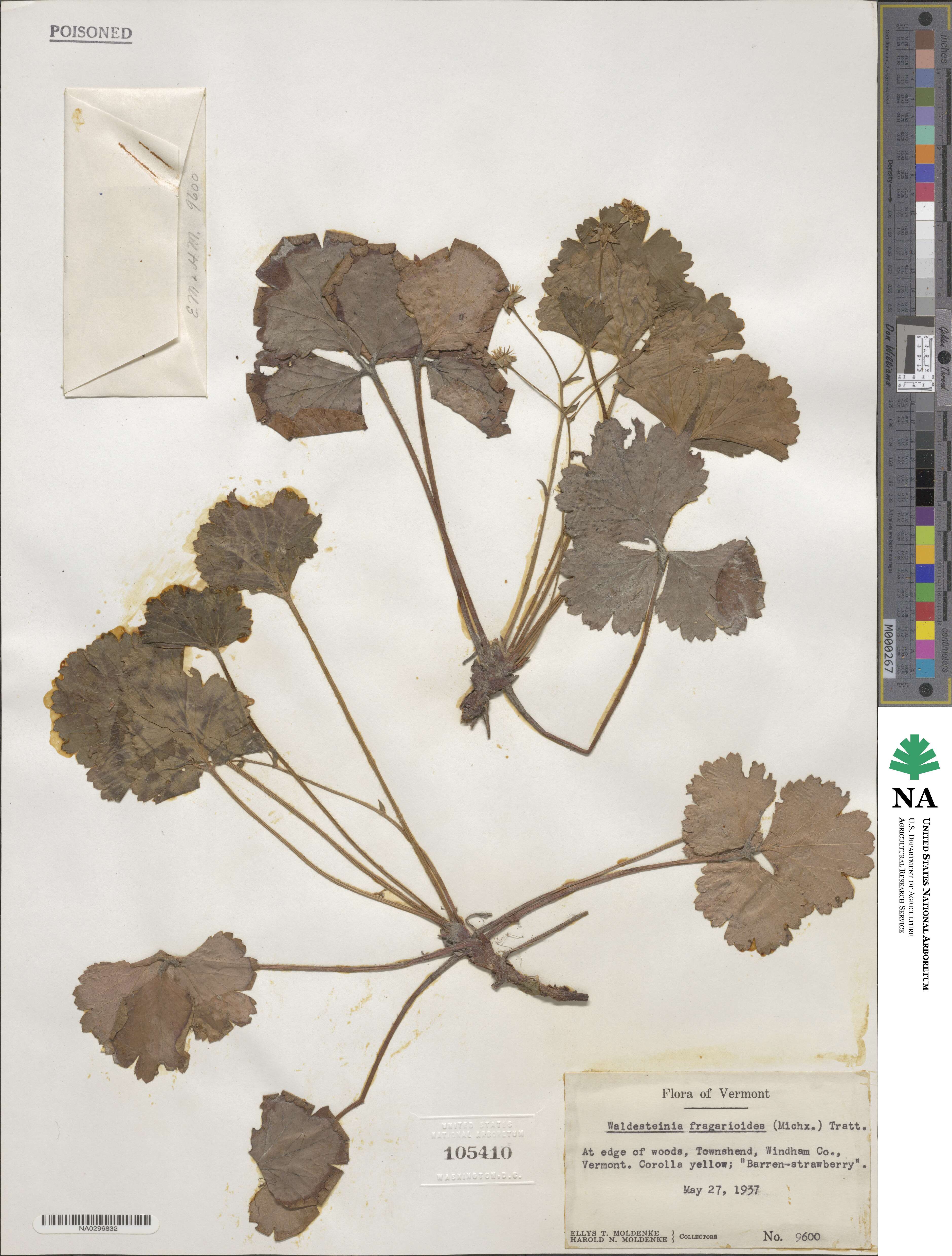 Geum fragarioides image