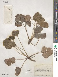 Geum fragarioides image