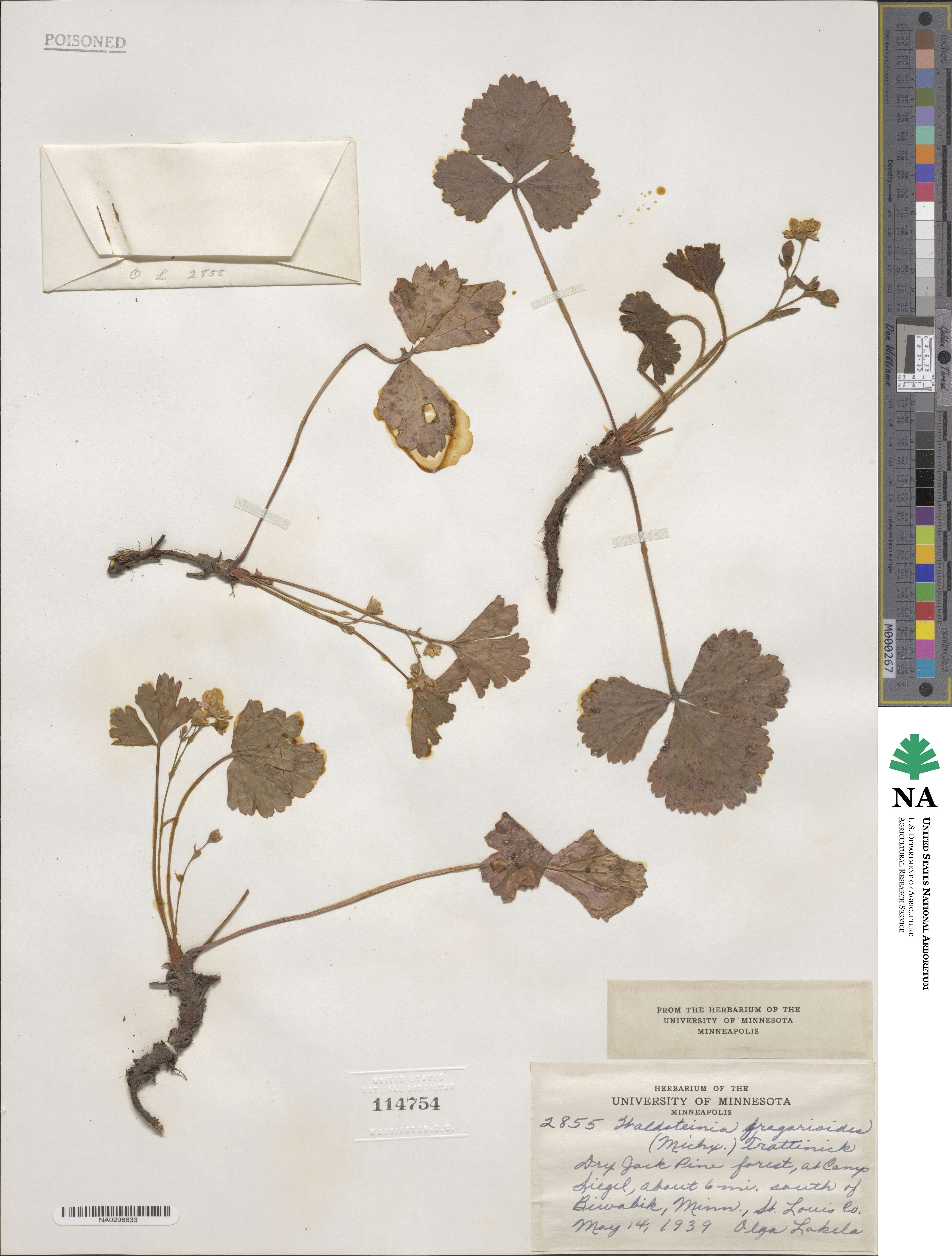 Geum fragarioides image