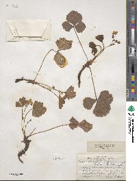 Geum fragarioides image