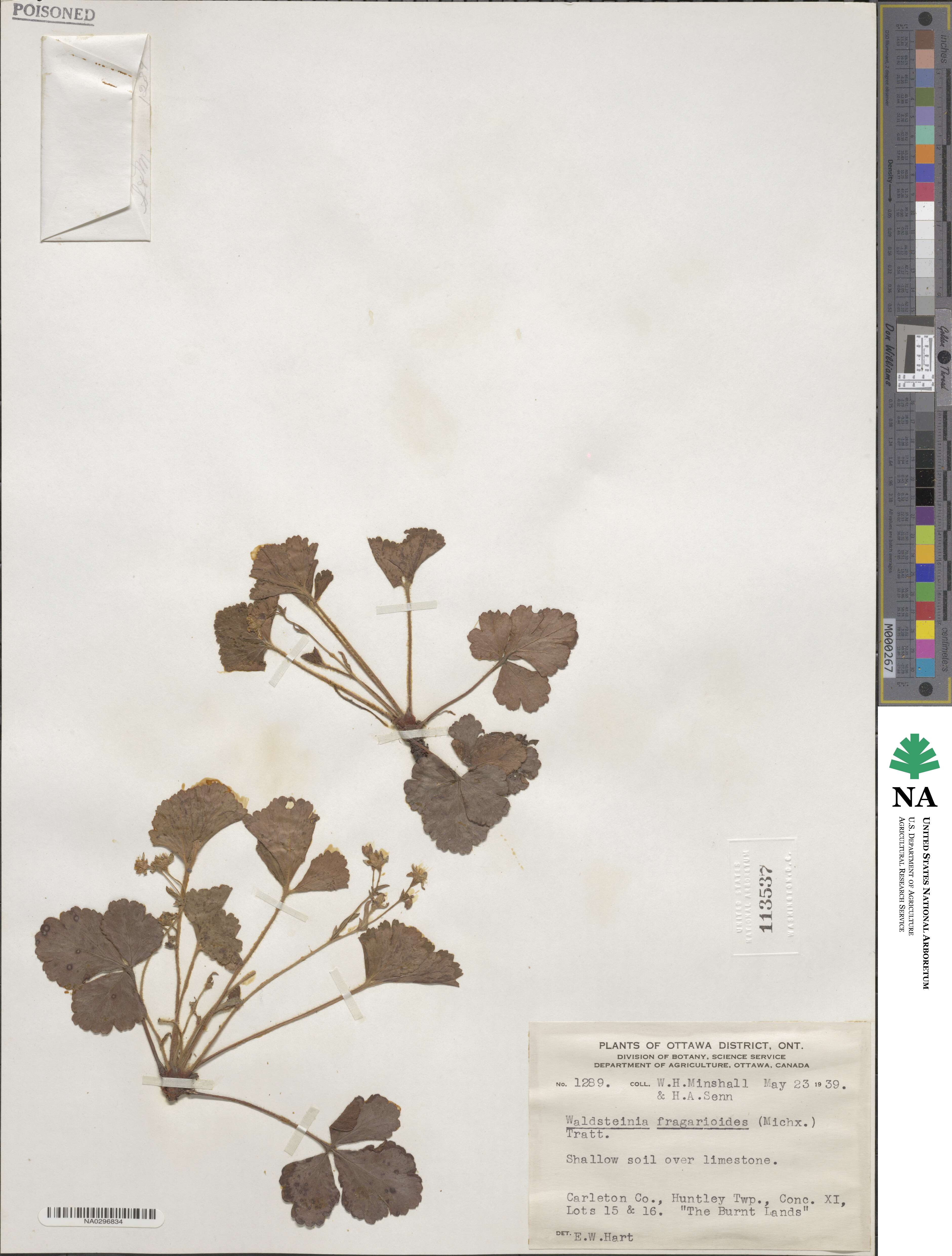 Geum fragarioides image