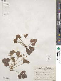 Geum fragarioides image