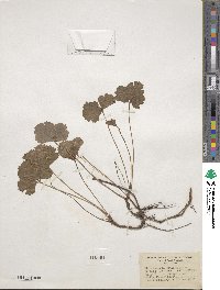 Geum fragarioides image