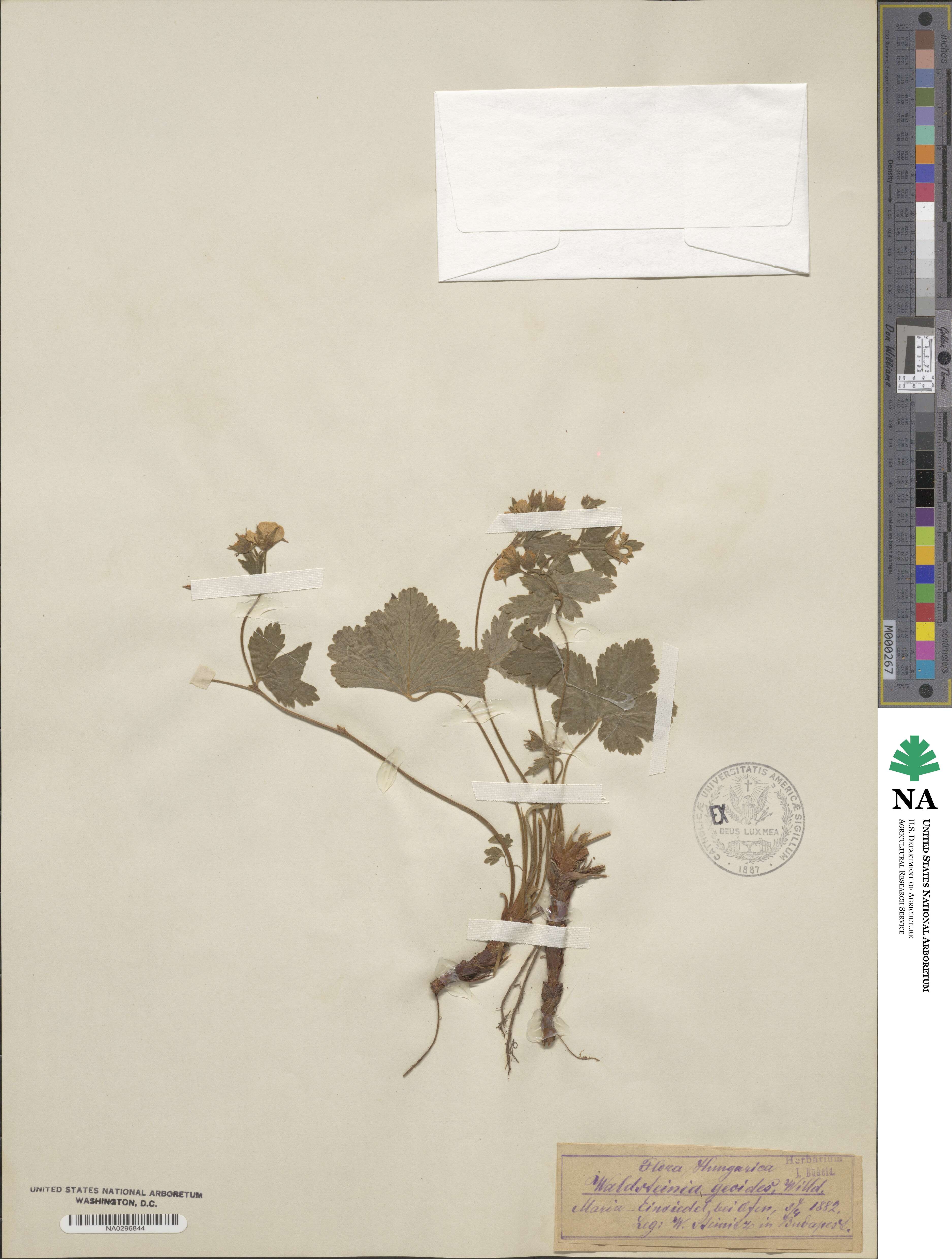 Geum waldsteiniae image