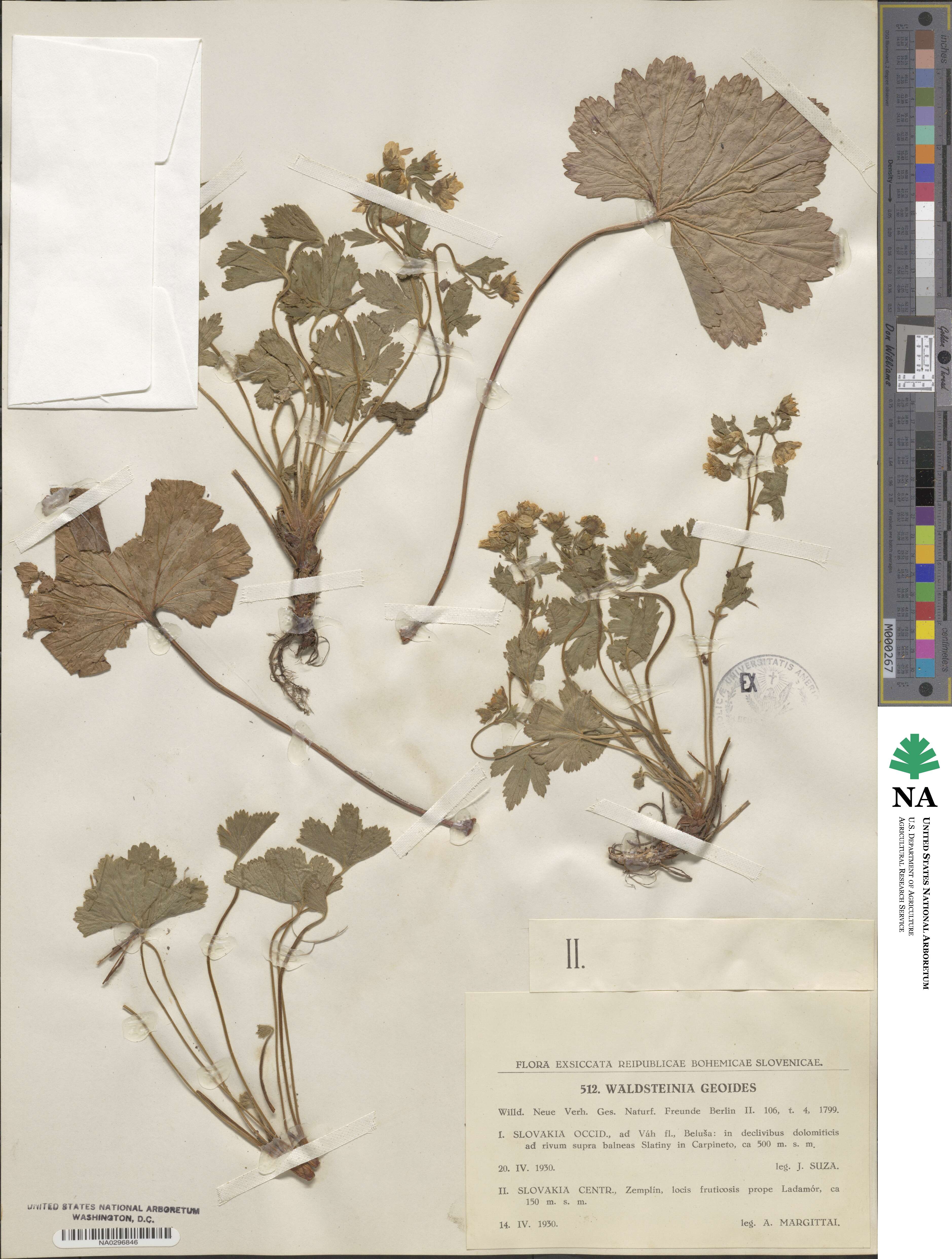 Geum waldsteiniae image