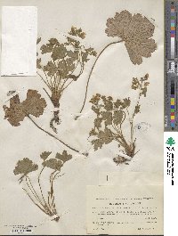 Geum waldsteiniae image