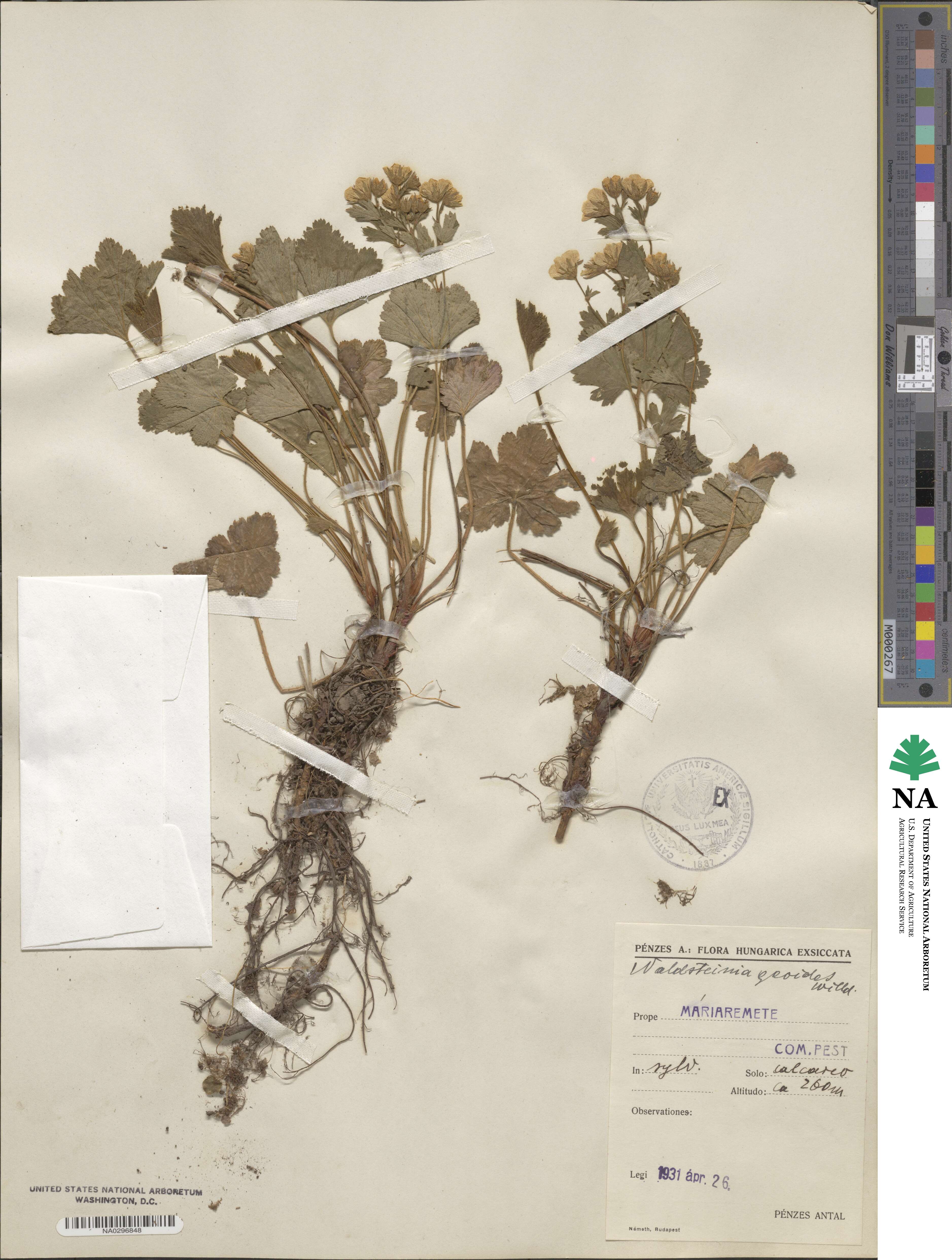 Geum waldsteiniae image