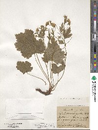 Geum waldsteiniae image