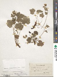 Geum waldsteiniae image