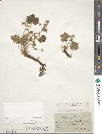 Geum waldsteiniae image