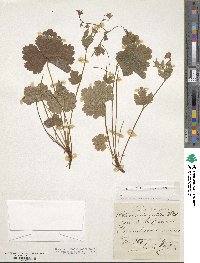 Geum waldsteiniae image