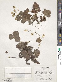 Geum fragarioides image