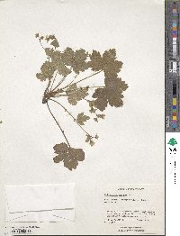 Geum waldsteiniae image