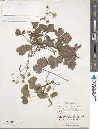 Geum ternatum subsp. ternatum image