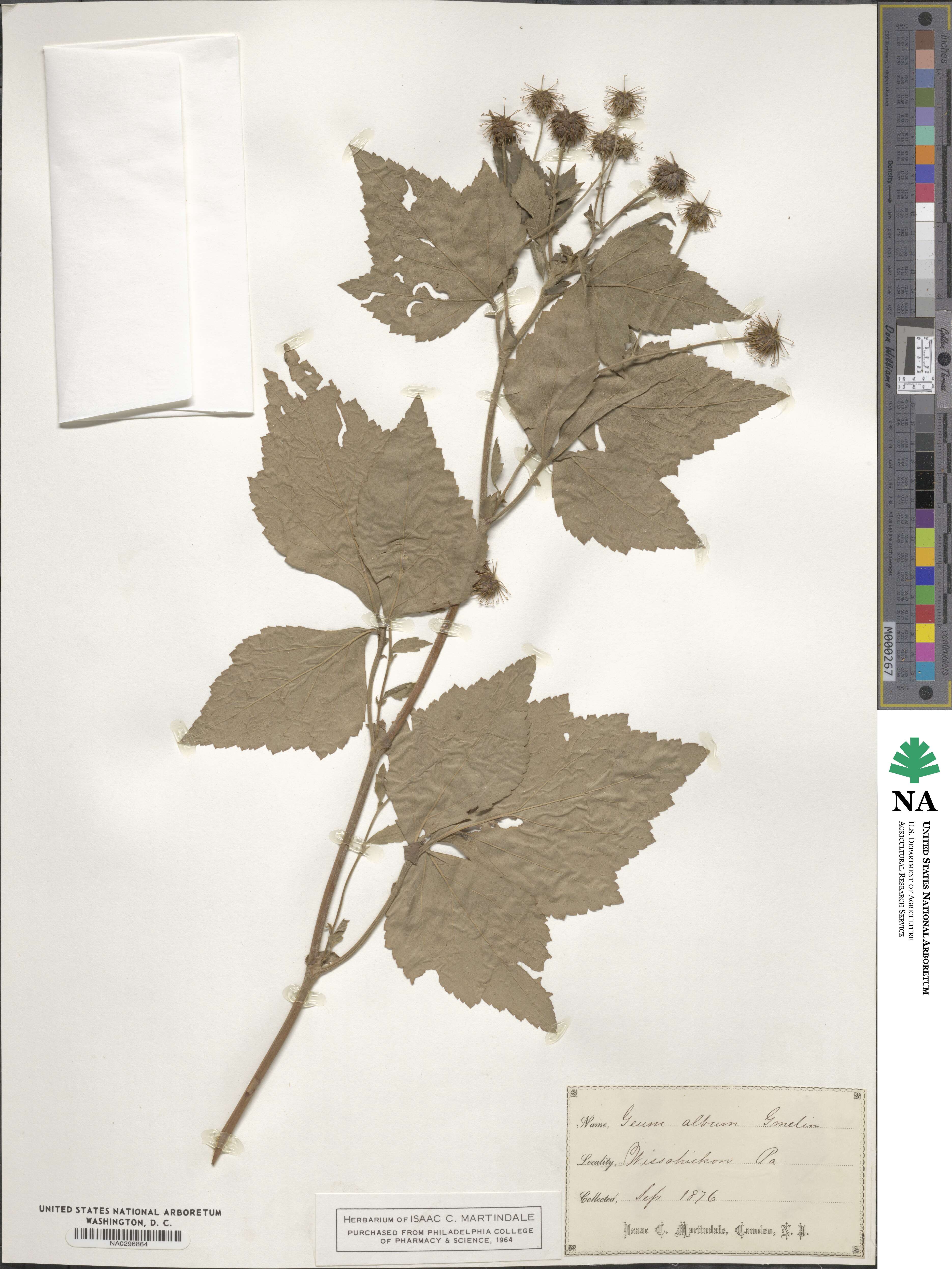 Geum canadense image