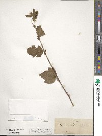 Geum canadense image