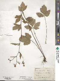 Geum canadense image