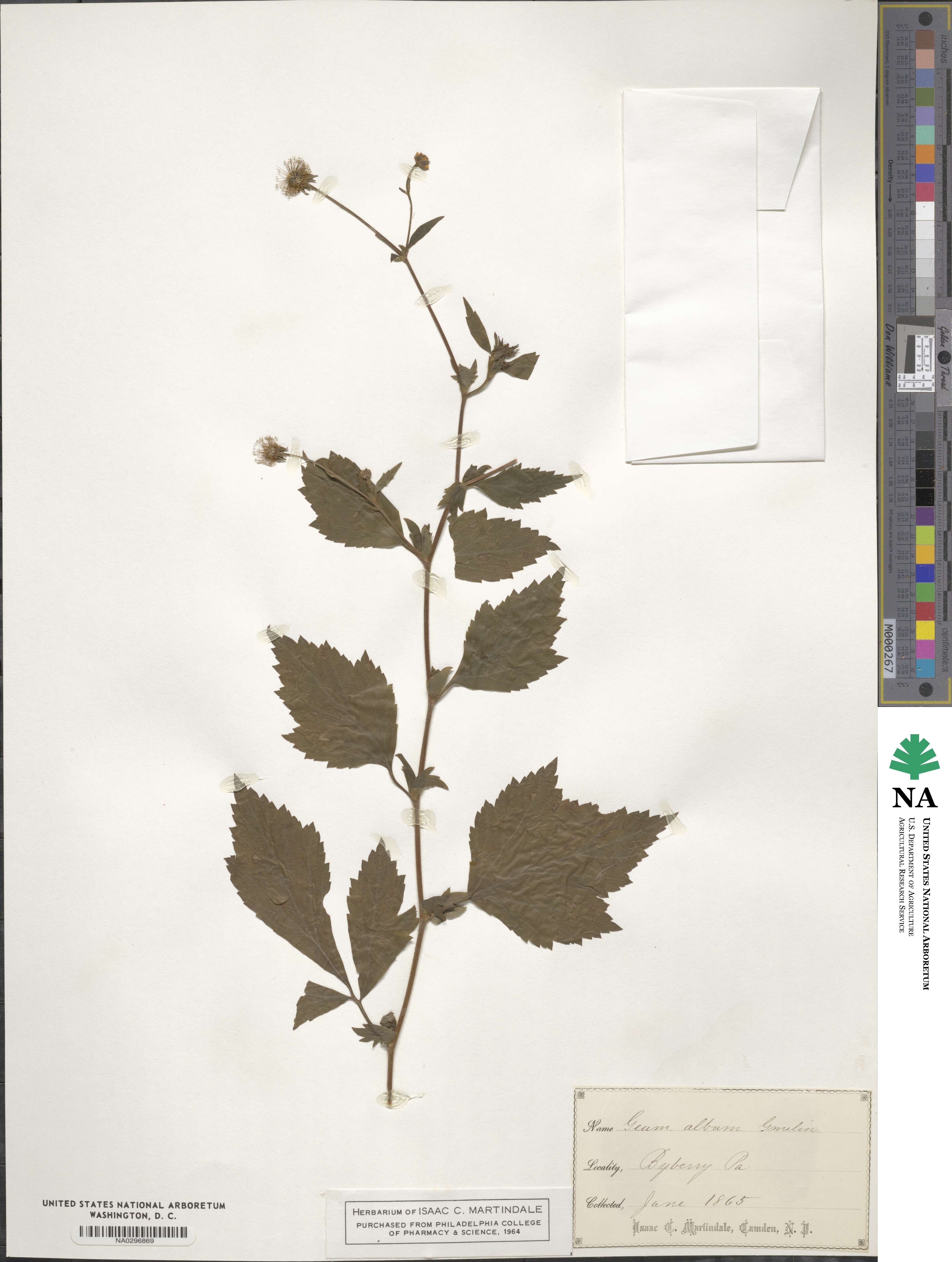 Geum canadense image