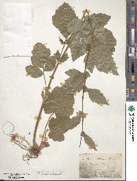 Geum canadense image