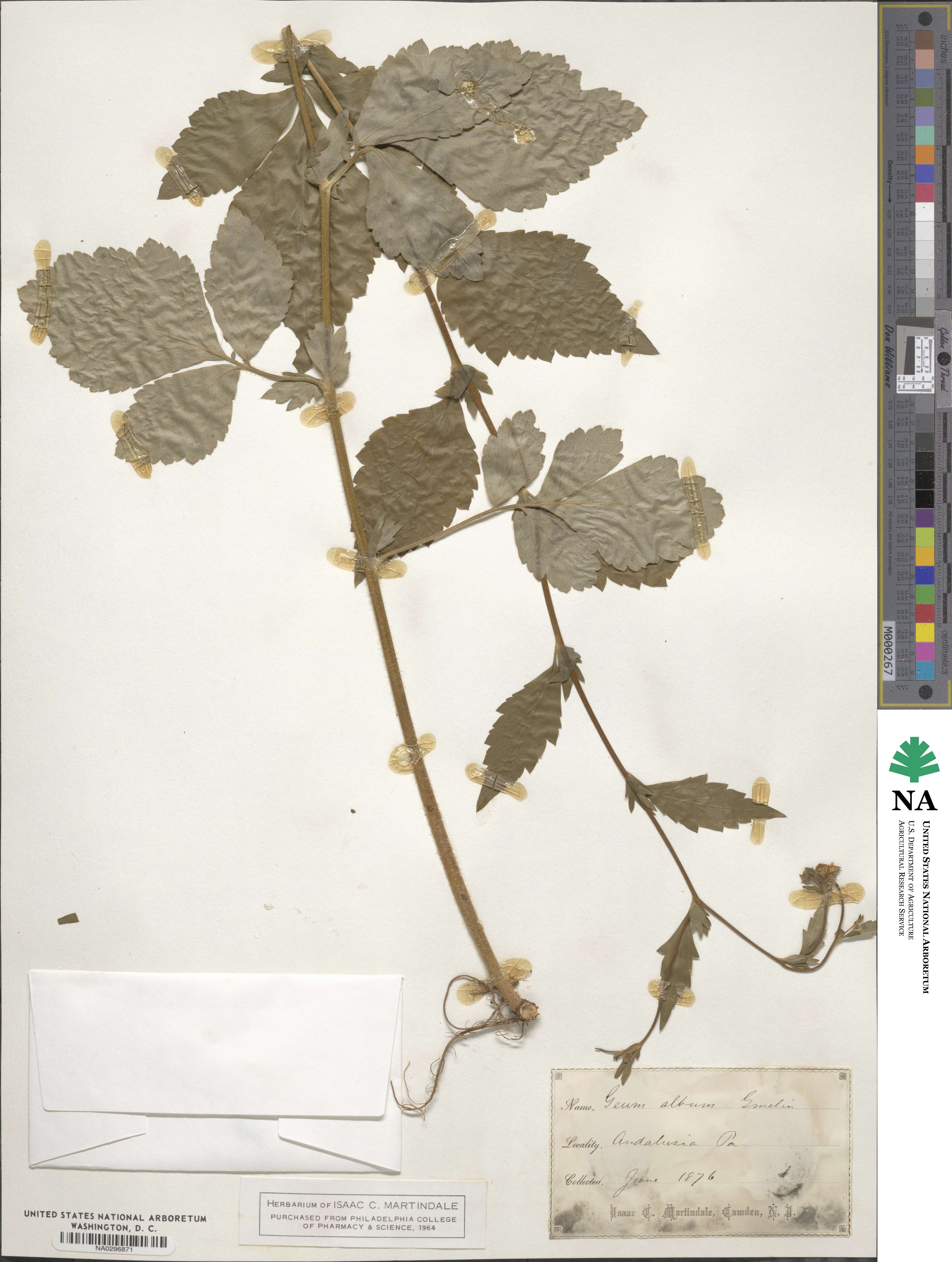 Geum canadense image