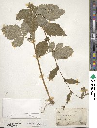 Geum canadense image