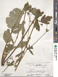 Geum aleppicum image