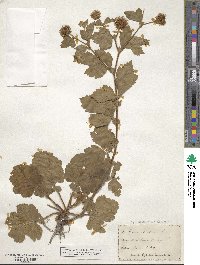 Geum aleppicum image