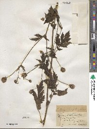 Geum aleppicum image