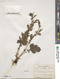 Geum aleppicum image