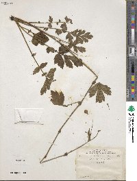 Geum aleppicum image