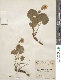 Geum calthifolium image