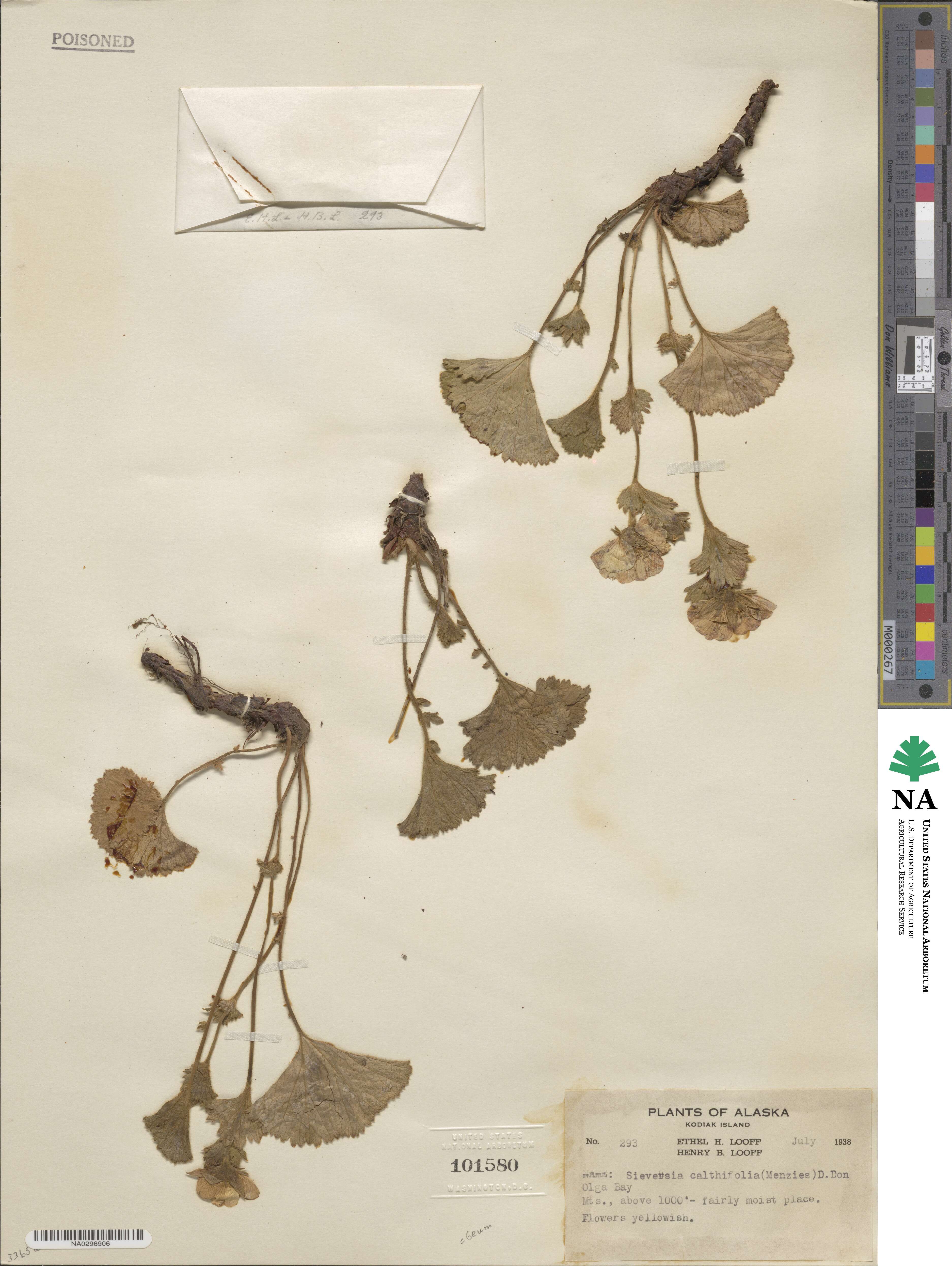 Geum calthifolium image