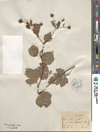 Geum canadense image