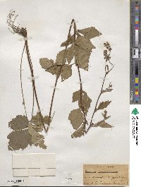 Geum canadense image