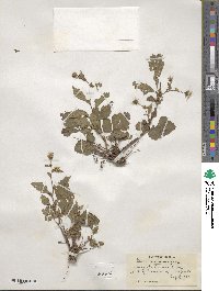 Geum canadense image