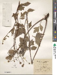 Geum canadense image