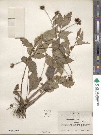 Geum canadense image