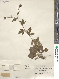 Geum canadense image