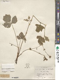 Geum canadense image